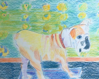 Original Colored pencil drawing on paper " Bulldog "