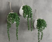 Artificial String of Pearls in White Ceramic Planter, Set of 3