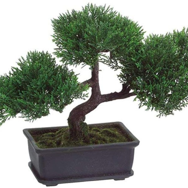 9" Artificial Cedar Bonsai in Rectangular Brown Pot, New, Sale!