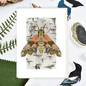 Lime Hawk Moth Grußkarte | Einzigartige Naturkunst | Umweltfreundliches Design für jeden Anlass und eine persönliche Note
