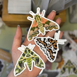 Moth Stickers, Butterfly Sticker, Moths, Witchy Gifts, Entomology, Curiosities, Creepy Cute, Animals And Insects, Insect Stickers, bug