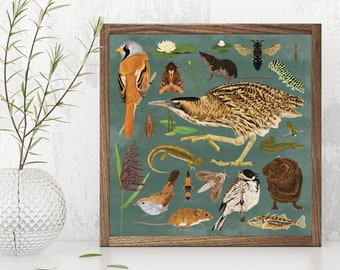 Reedbed British wildlife print, Animals Wildlife, Nature Print, Bird illustration, Natural History Art, naturalist decor, Bird poster