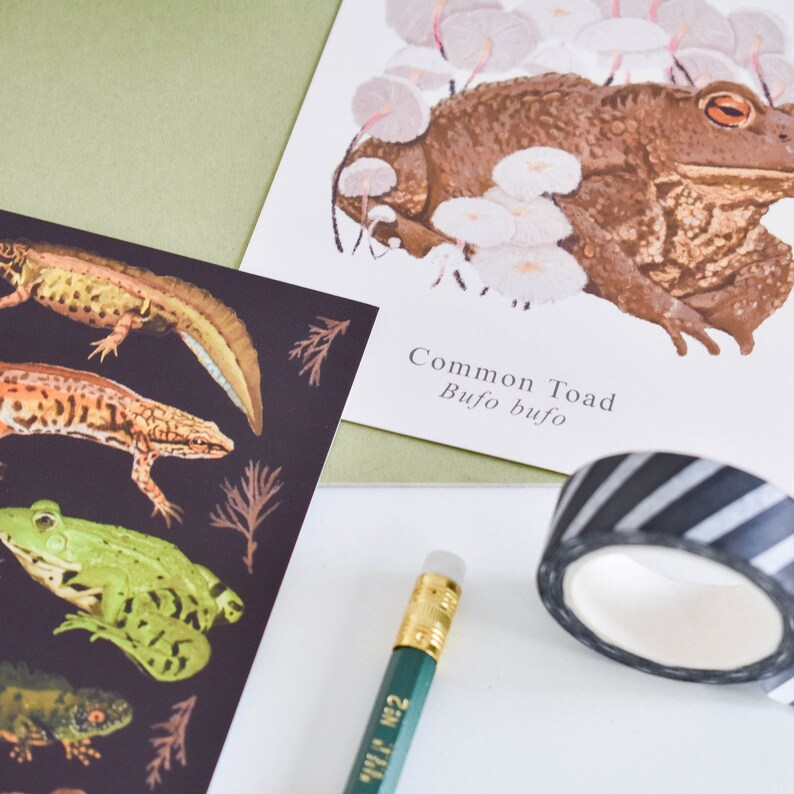 Amphibian postcard set of 5, British wildlife, Mini print bundle, Frog art, Toad print, A6 print image 7