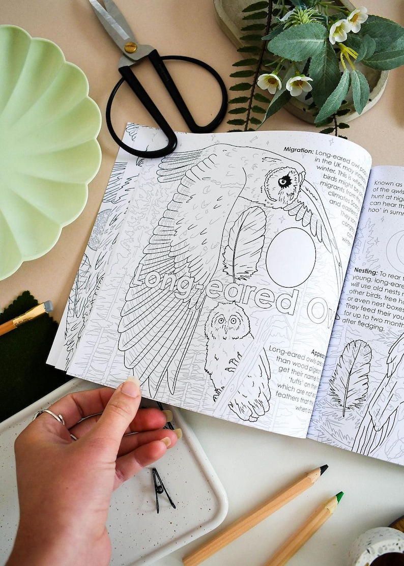 British Bird of Prey Colouring Book – Educational Fun for Kids & Adults, Nature Learning, Wildlife Art Activities