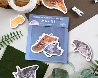 British Marine Wildlife sticker pack, Limited edition vinyl stickers, grey seal, basking shark, cuttlefish, sea slug nudibranch illustration