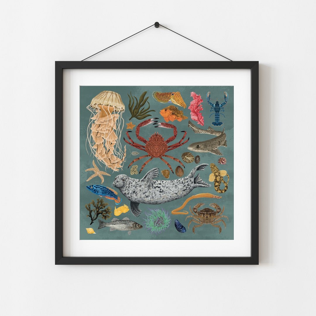 Marine Life, Sea Creatures, Natural History, Marine Biology Gift, Sea Life, Scuba Diver Gift