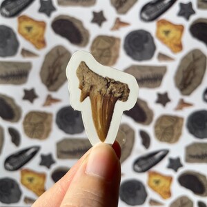 Sticker prehistorische haaientand