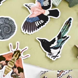 Sticker pie pie en vinyle | Sticker oiseau mignon pour ordinateurs portables, bouteilles d'eau et vitres de voiture | Cadeau pour amoureux de la nature