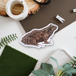 Sticker grenouille rousse