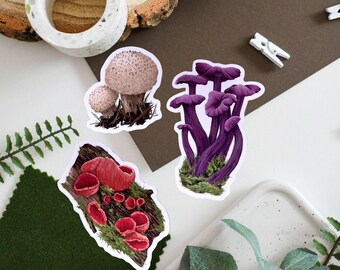 Paquete de pegatinas de vinilo de hongos: pegatinas de Amethyst Deciever, Puffball y Scarlet Elf Cup para amantes de la naturaleza, decoración ecológica.