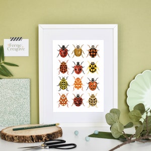 Ladybird Print, Ladybug Print, British Ladybirds, Insect Print, Garden Insects, Beetle Print, Entomology prints, natural history wall art