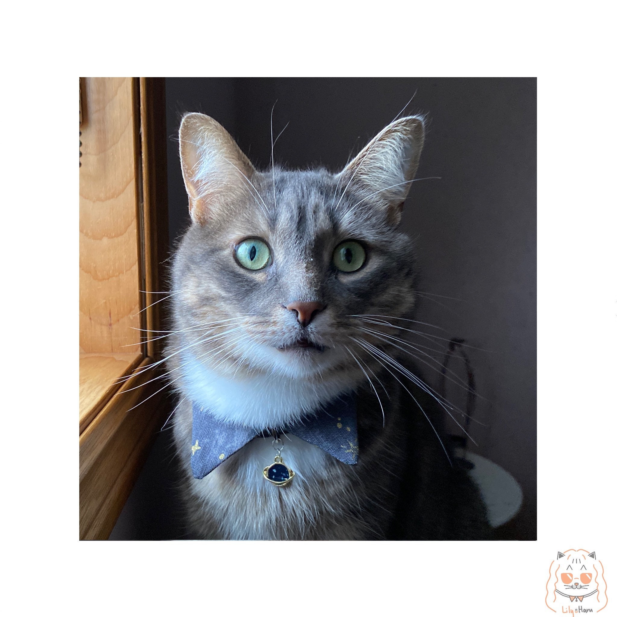 shirt cat collar