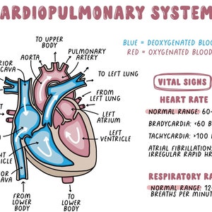 Cardiopulmonary Study Guide