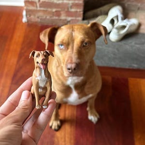 May include: A brown and white dog figurine sitting in a person's hand. The figurine is looking up at a larger brown and white dog sitting on the floor.