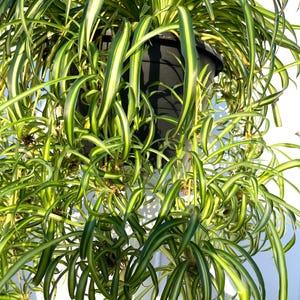 Healthy Baby Spider Plant Cuttings – Easy Care, Pet-Friendly & Air-Purifying! House Plants| Spider Plant | Plant Lovers
