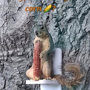 May include: A squirrel figurine holding an ear of corn, mounted on a white bracket against a textured tree trunk. The text "Hey, Where's my corn?" is above the squirrel.