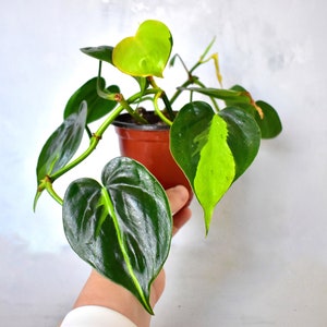 Philodendron Brasil