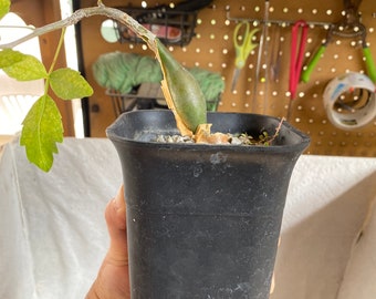 Bursera Fagaroides seedling plants