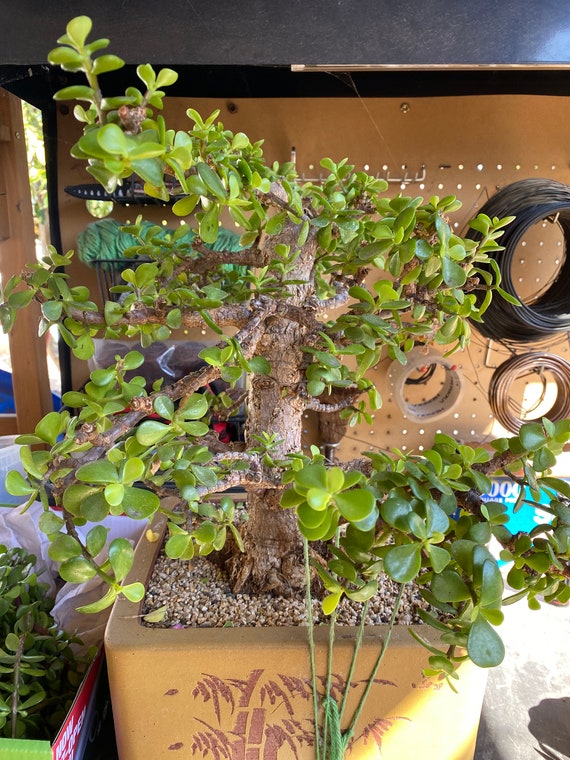 Cork Bark Jade Specimen Etsy