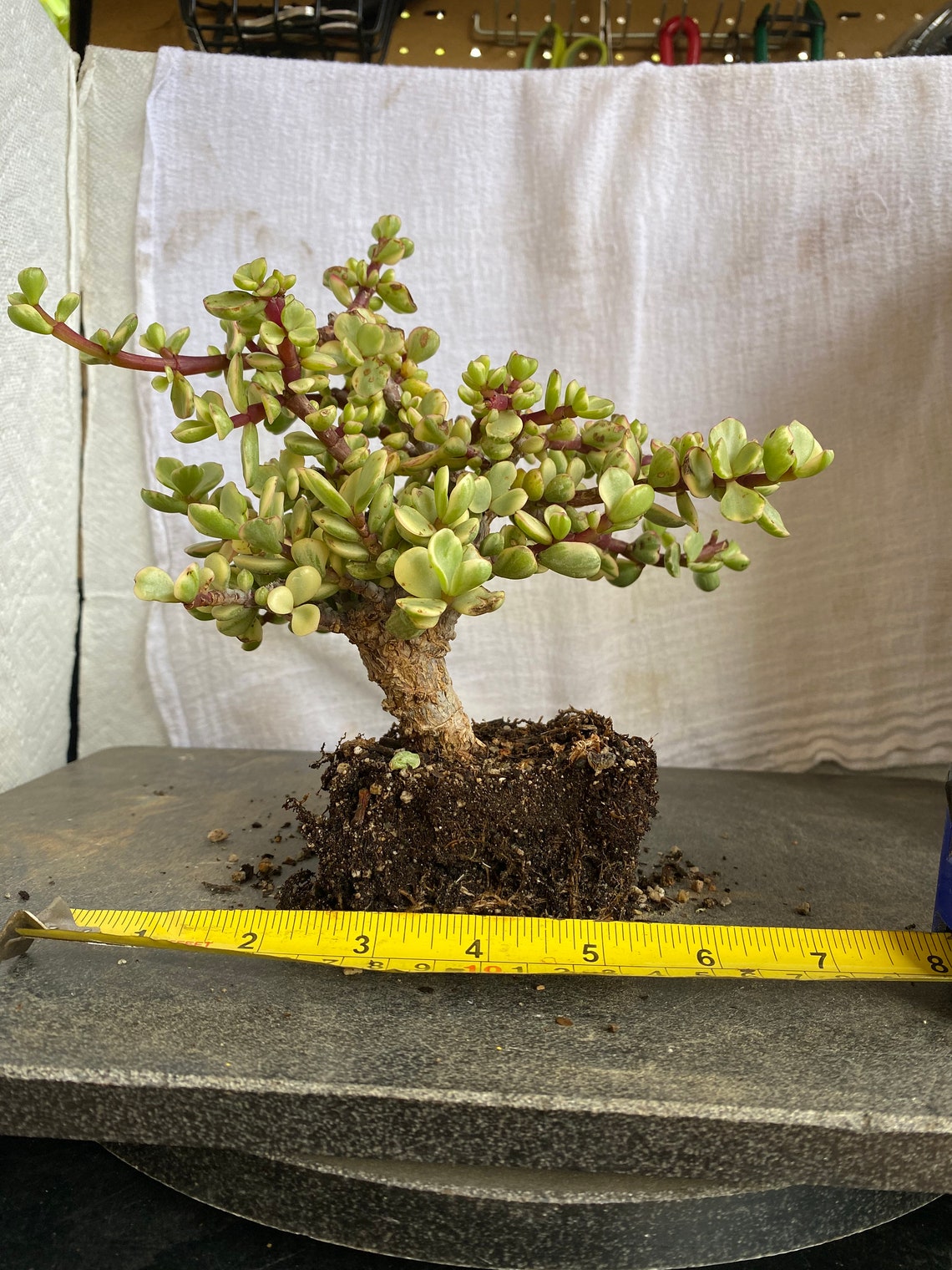 Variegated Cork Bark Jade plant Etsy