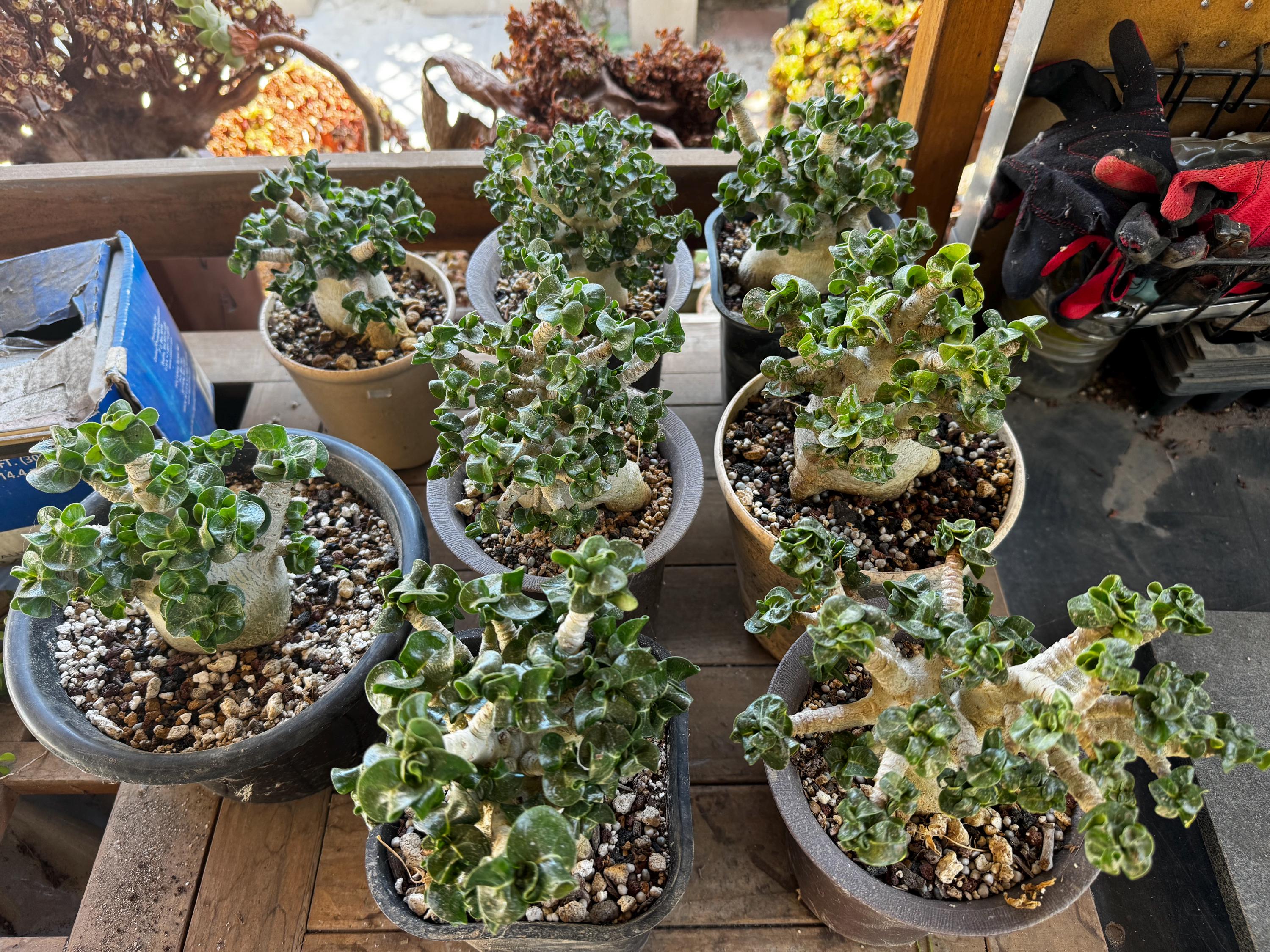 Dorset Horn Adenium - Etsy
