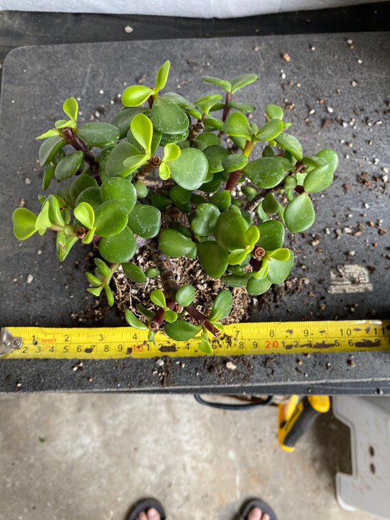 Cork Bark Jade Plant Starter Etsy
