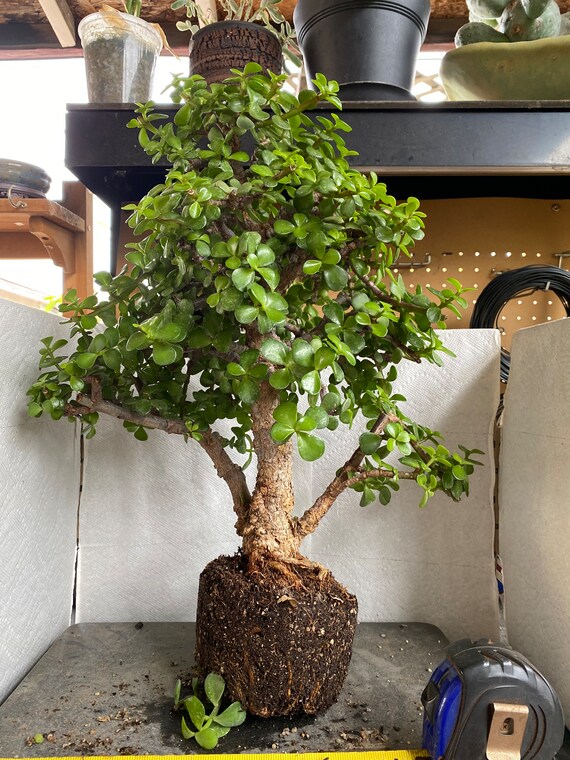 Cork Bark Jade Specimen Etsy