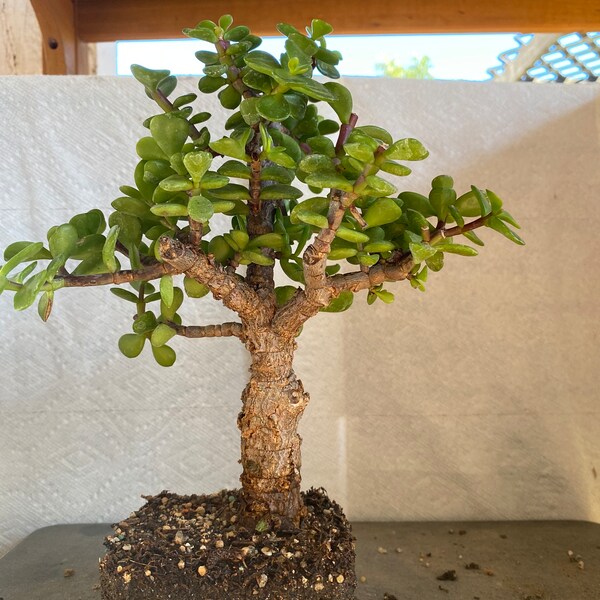 Cork Bark Jade Plant Etsy