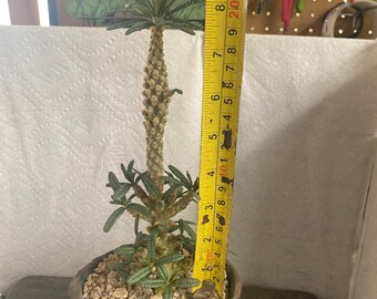 Dorstenia sp Bullata Ultra Rare