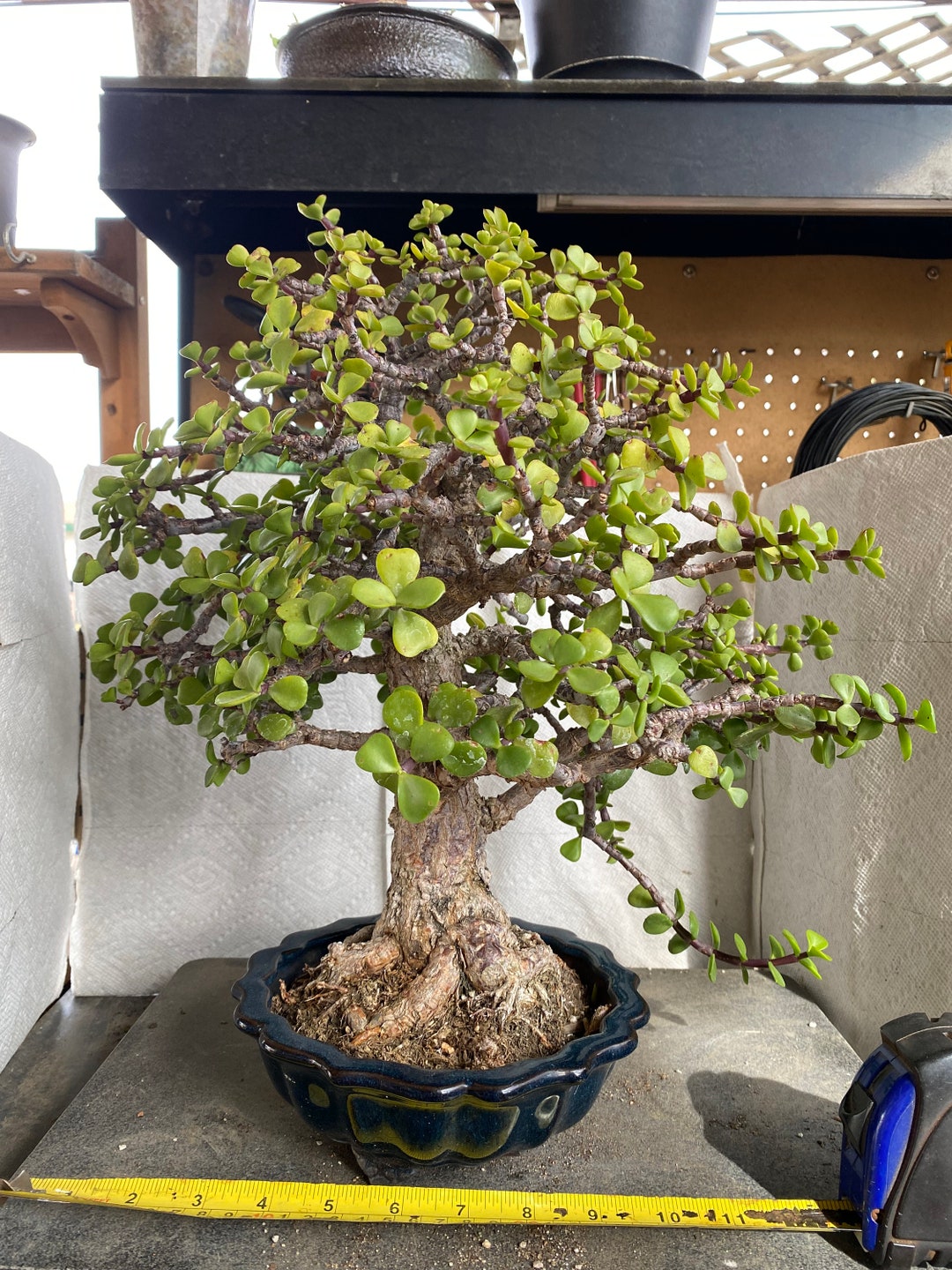 Cork Bark Jade Super Specimen Etsy