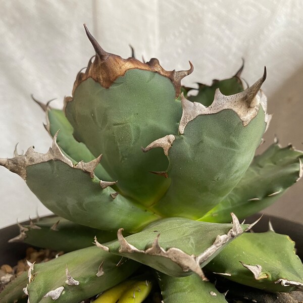 Agave Titanota Fo76 #1