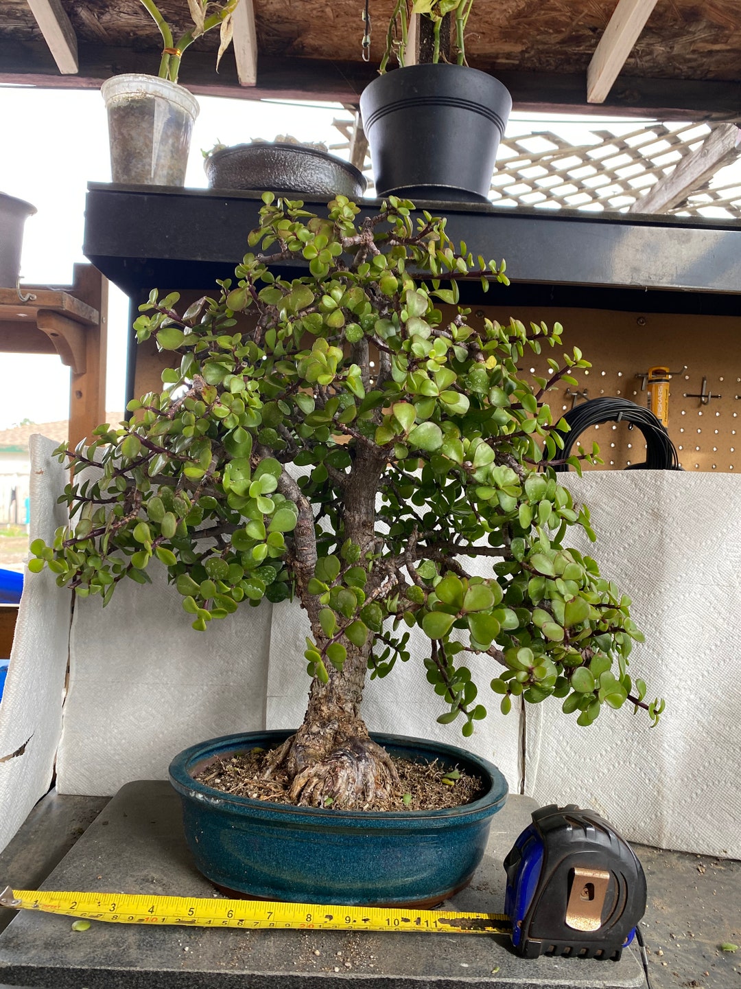 Cork Bark Jade Super Specimen Etsy