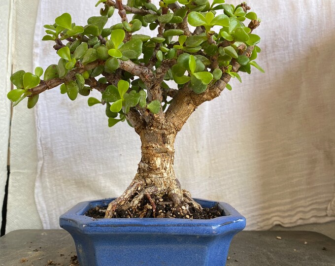 Cork Bark Jade Plant Etsy