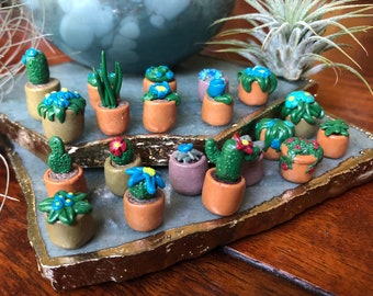 May include: A collection of miniature potted plants, each with a different type of succulent or cactus. The plants are arranged on a decorative tray with a gold rim. The plants are all in small terracotta pots and have a variety of colors, including green, brown, blue, and red.