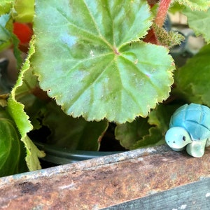 Handmade Clay Tortoise