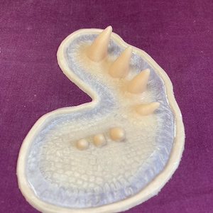 May include: A light-colored, irregularly shaped object with a textured interior and several rounded and pointed protrusions. The object is set against a purple background.