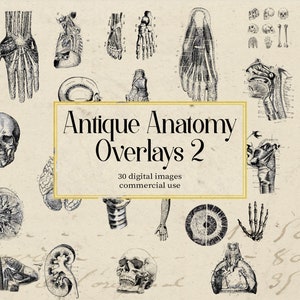 Antique Anatomy Overlays, vintage cliparts, anatomical graphics, instant download, commercial use, skeleton clips