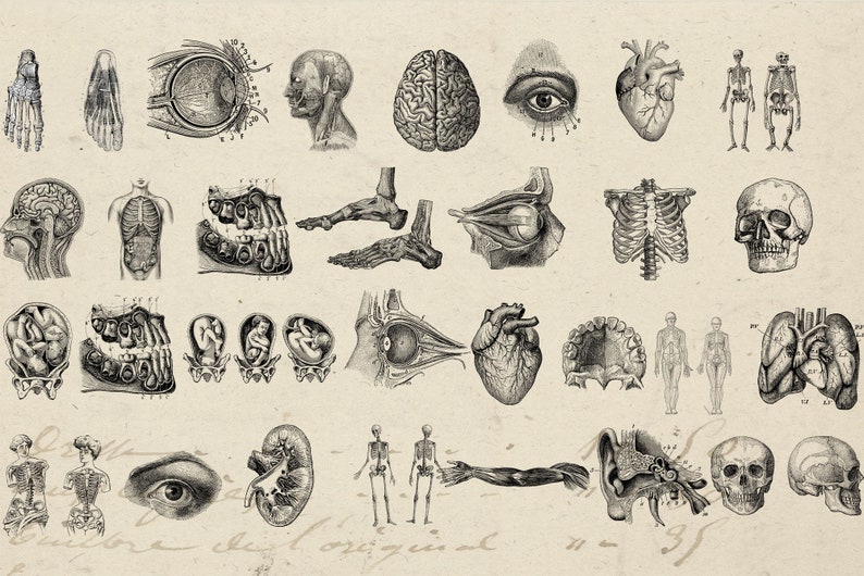 Antique Anatomy Overlays, Vintage Cliparts, Anatomical Graphics ...