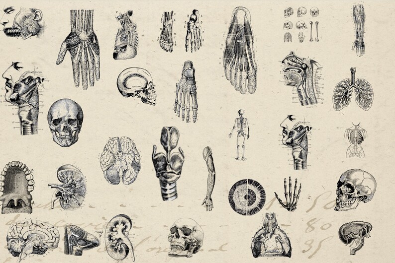 Antique Anatomy Overlays, Vintage Cliparts, Anatomical Graphics ...