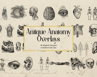May include: A collection of 30 vintage anatomical illustrations, including a human heart, brain, eye, skeleton, and more. Antique Anatomy Overlays - 30 digital images, commercial use.