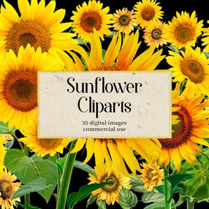 Cliparts de girasol, cliparts vintage, descarga instantánea de Sunflowers Art, uso comercial, clips de esqueleto