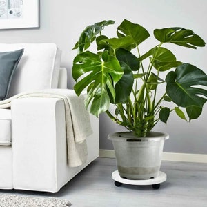 May include: A large green Monstera plant in a gray pot on a white rolling plant stand. The plant stand has four wheels.