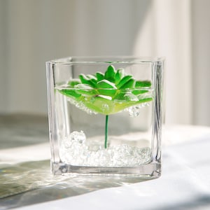 May include: A clear glass cube vase filled with water and clear glass beads. A green succulent plant is submerged in the water.