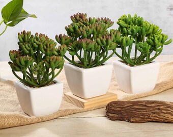 May include: Three artificial succulent plants in white ceramic pots. The plants are arranged on a wooden surface with a burlap background.