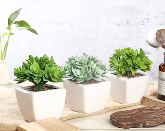 May include: Three artificial succulent plants in square white ceramic pots. Two plants feature vibrant green leaves, while the center plant has pale sage green leaves with subtle pink tips. Each pot contains small decorative brown pebbles.