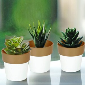 May include: Three small potted succulent plants. The plants are in brown and white pots. The pots are about 4 inches tall.