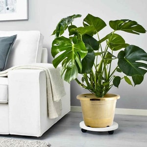 May include: A large green Monstera plant in a gold pot on a white rolling plant stand.