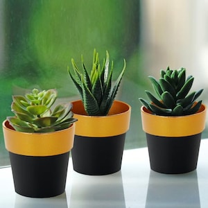 May include: Three small potted succulents in black and gold pots. The succulents are green and have different shapes and textures.