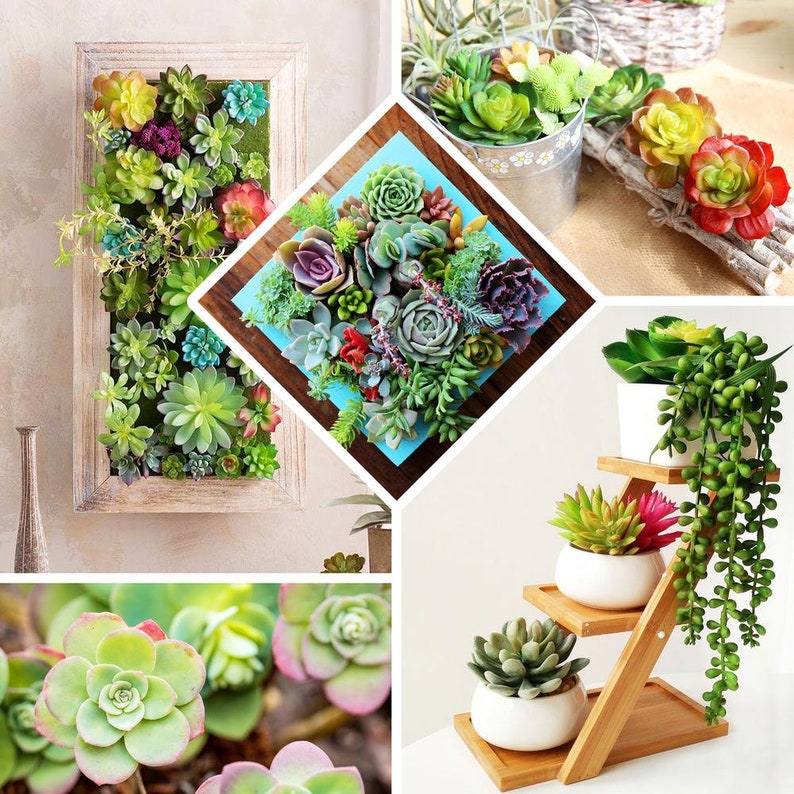 3 Pack 3 Real Touch Succulents Artificial Succulents Etsy