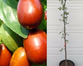 Jujube Tree Etsy Jujube Tree Etsy